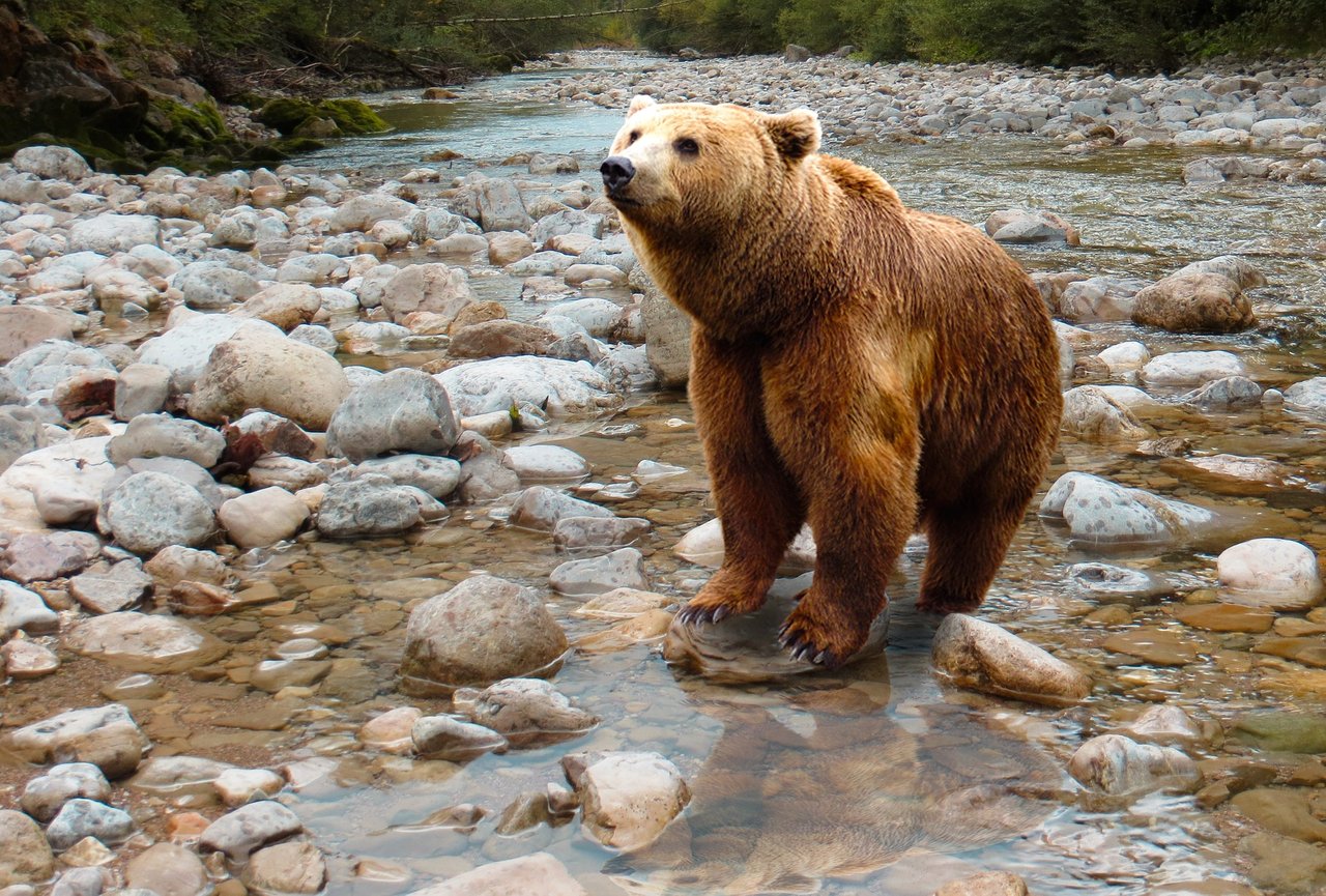 Oso02.jpg