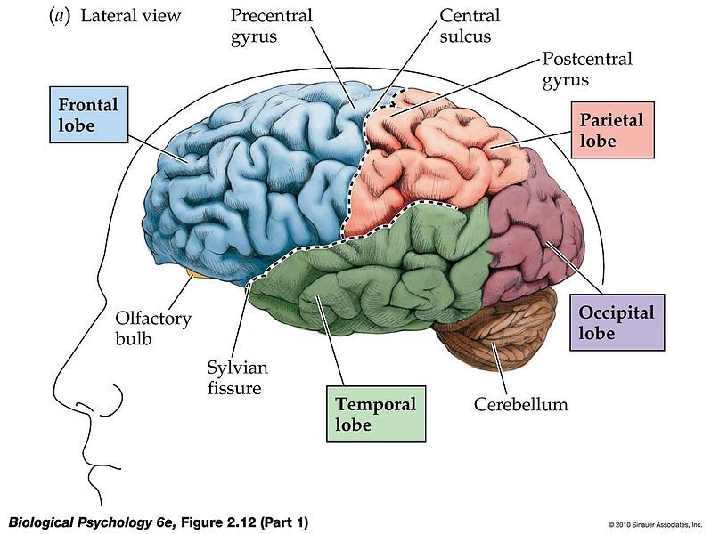 Brain_areas.jpg