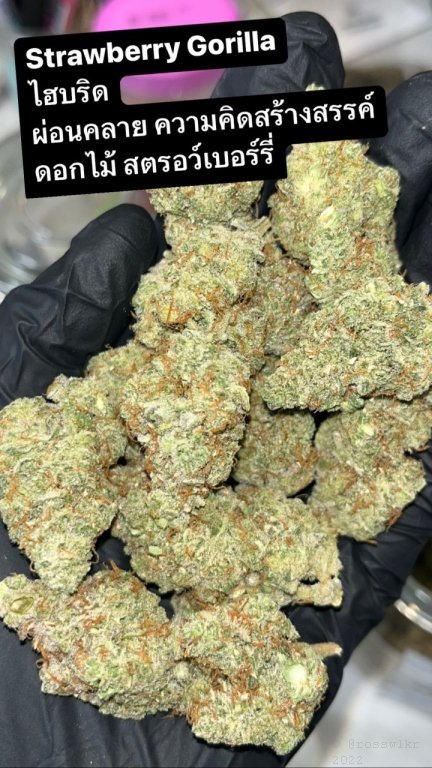 Thailand Cannabis Strains of the Day - Legal Dispensary Buds #4