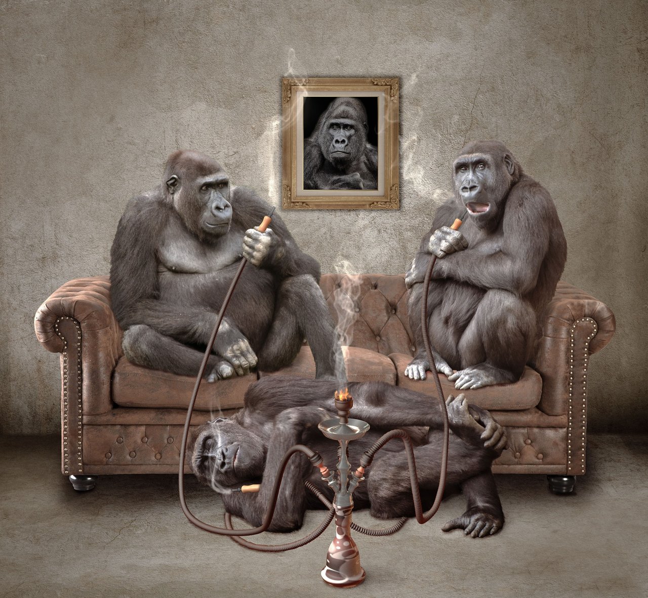 ape-1225840_1920.jpg