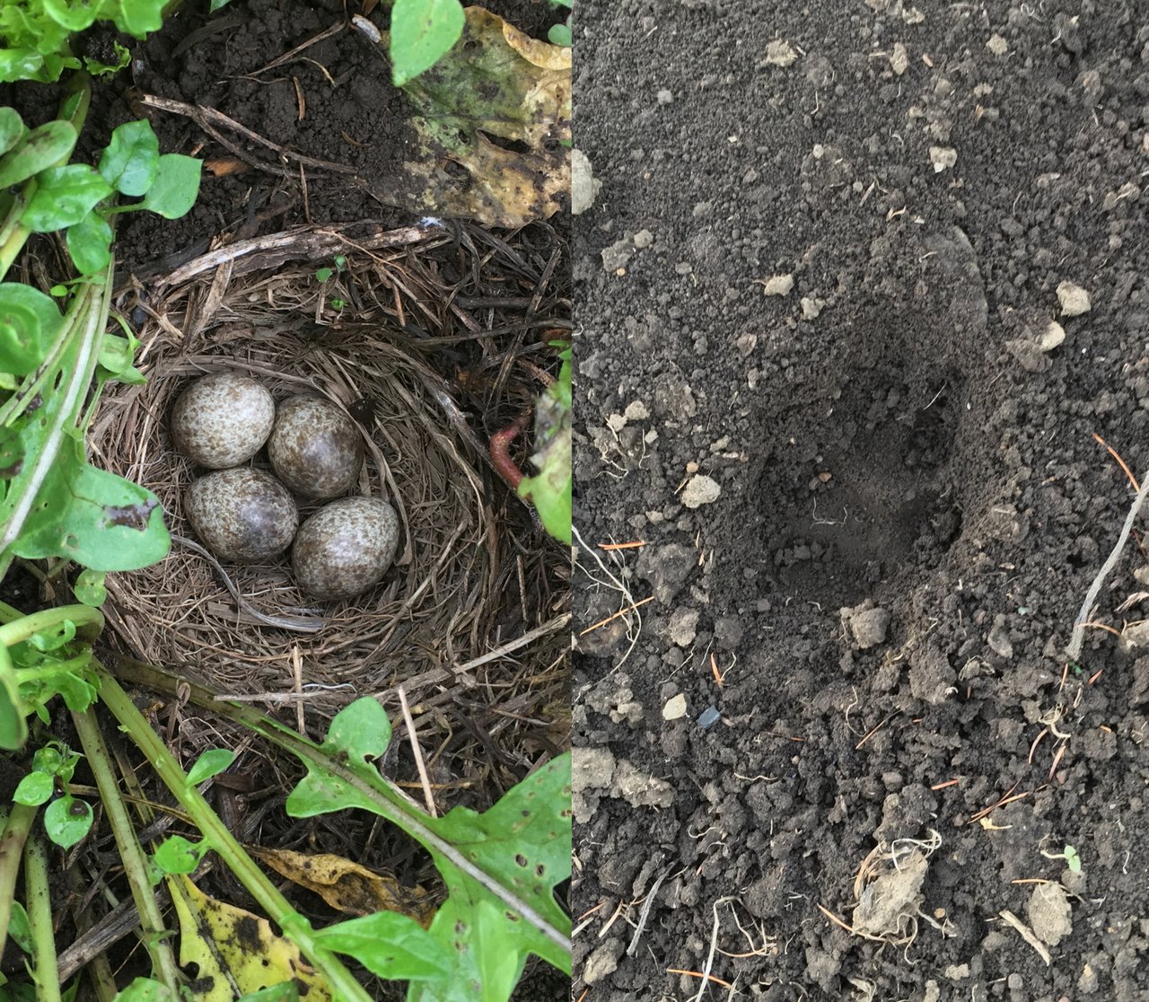 wildlife-traces.jpg