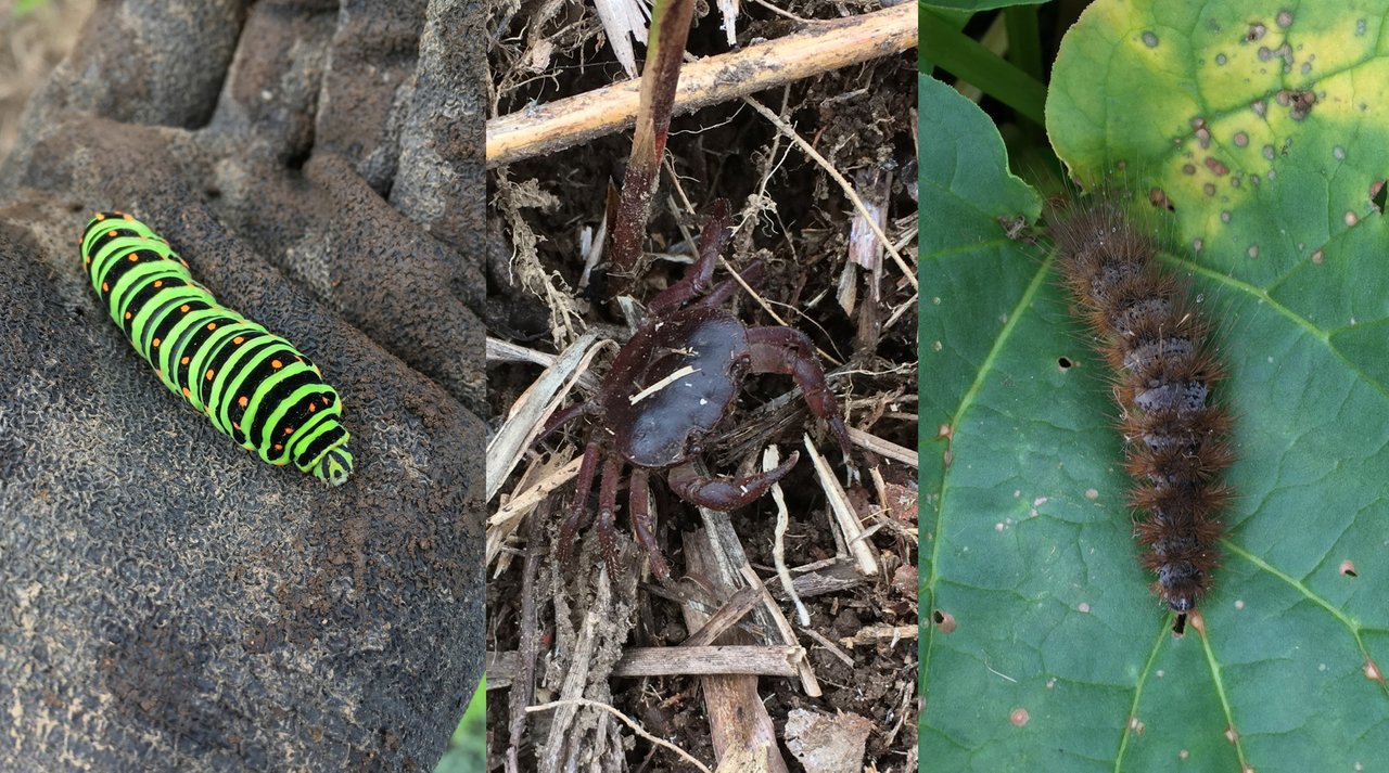 wildlife-caterp.jpg