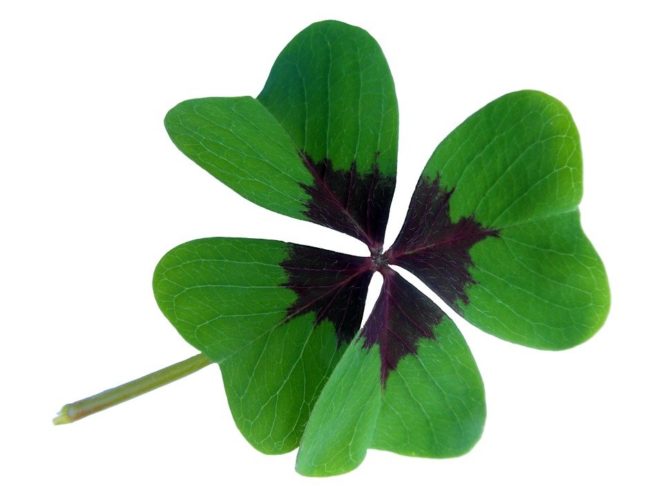 lucky-clover-437259_960_720.jpg