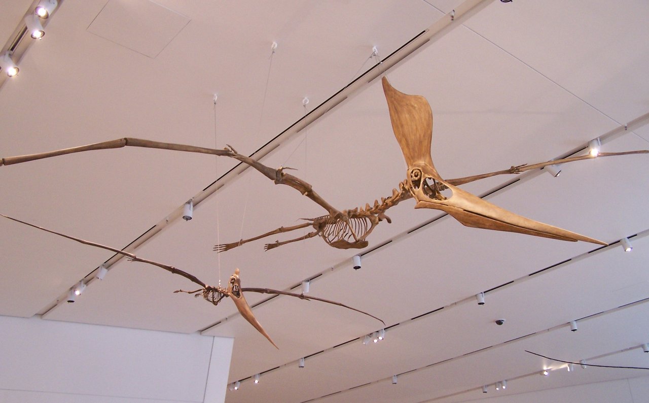 Pteranodon_sternbergi_pair.jpg