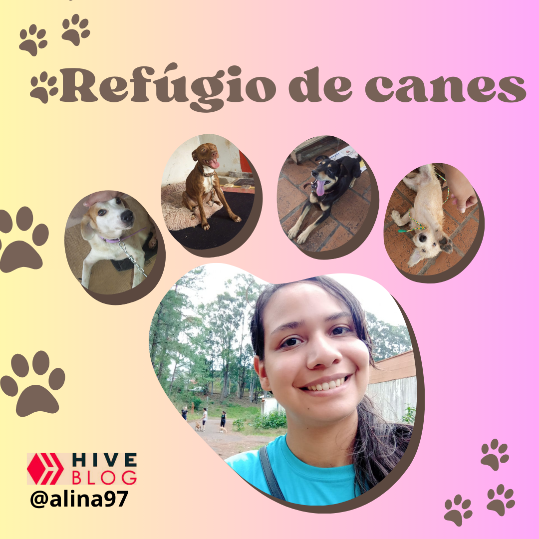 Post instagram collage perros creativo marron.png