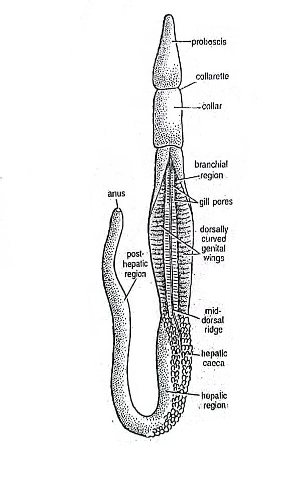 Labeled diagram of Balanoglossus.jpg