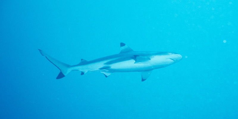 Black_tip_reef_shark_out_for_a_cruise.jpg