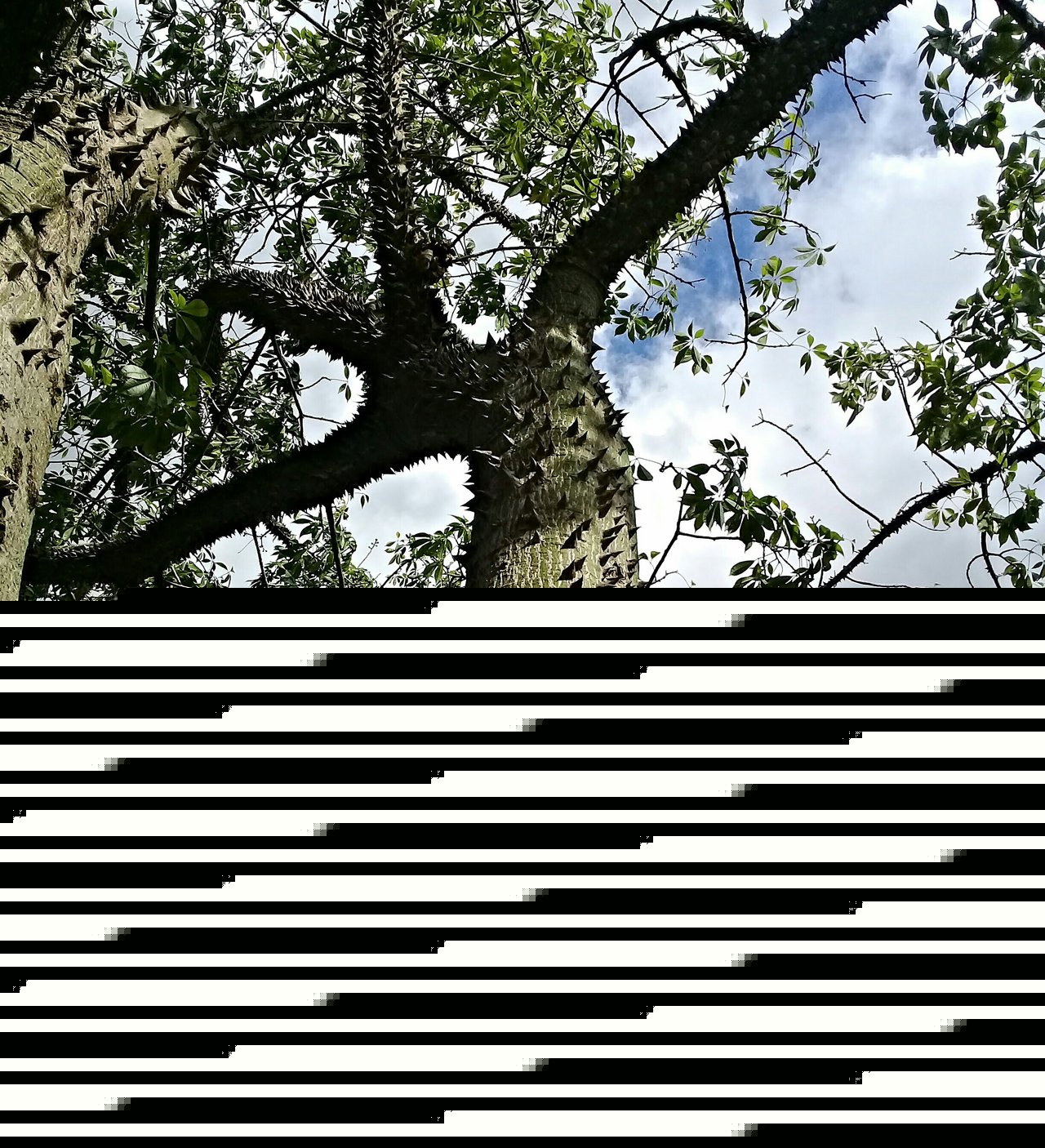 agyc3e.jpg