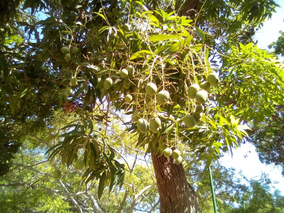 msango (9).jpeg