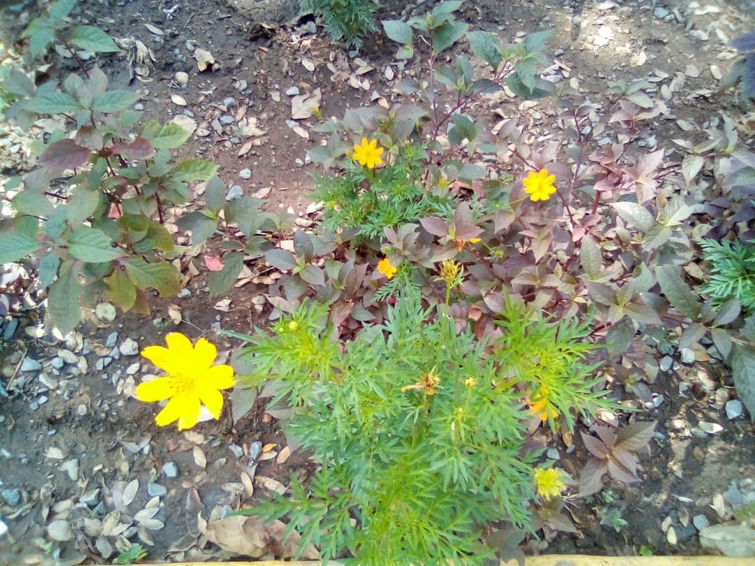 flores (7).jpeg