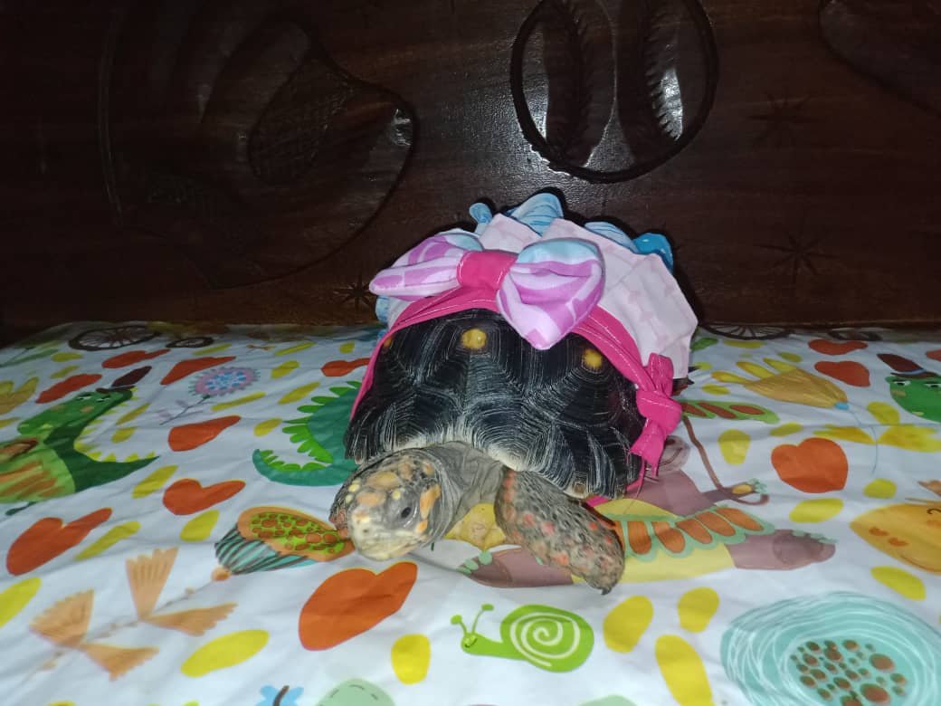sharon (4).jpeg