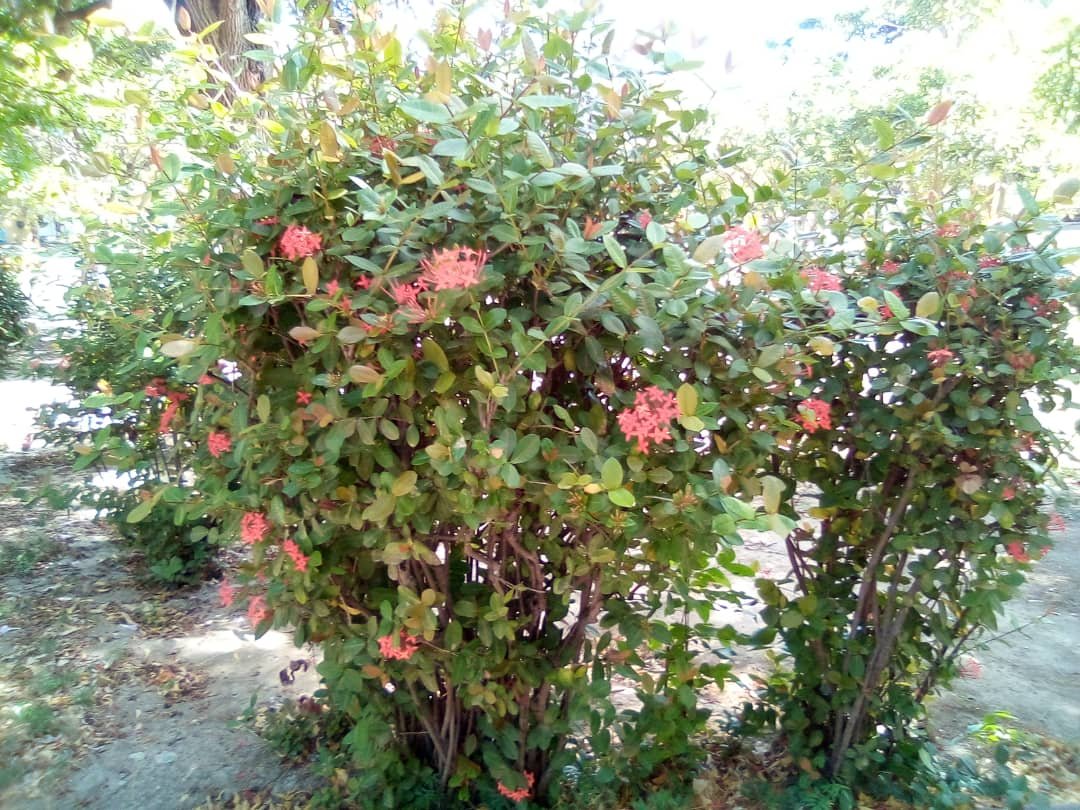 flores (13).jpeg