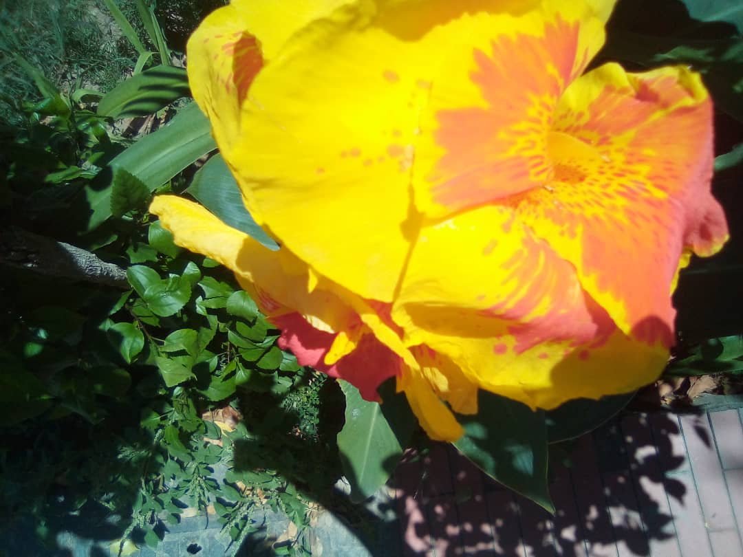 flores (5).jpeg