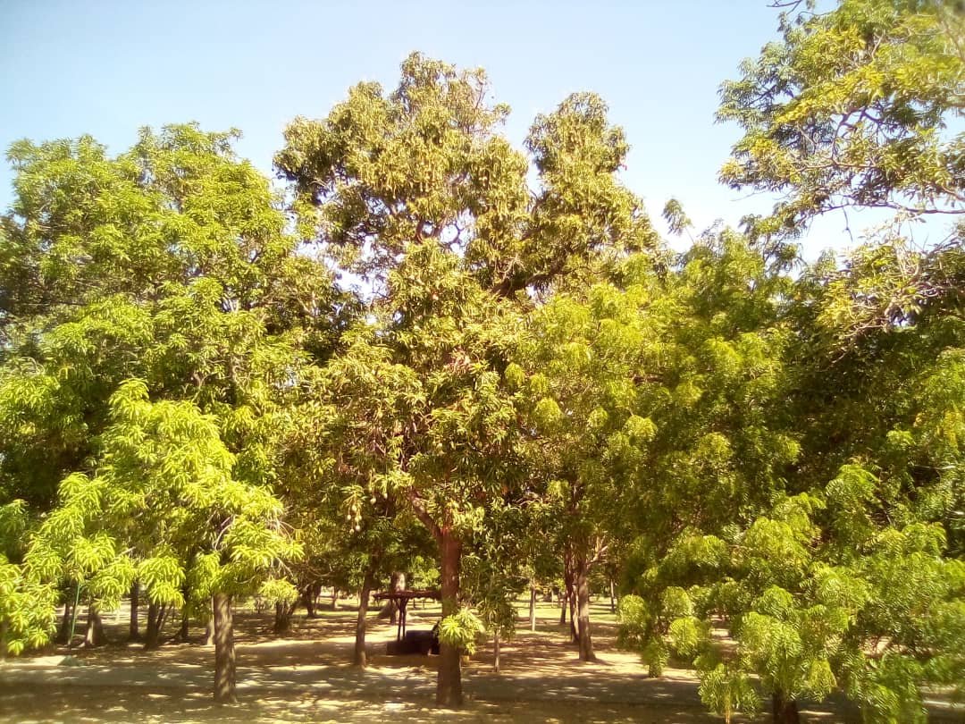 msango (3).jpeg