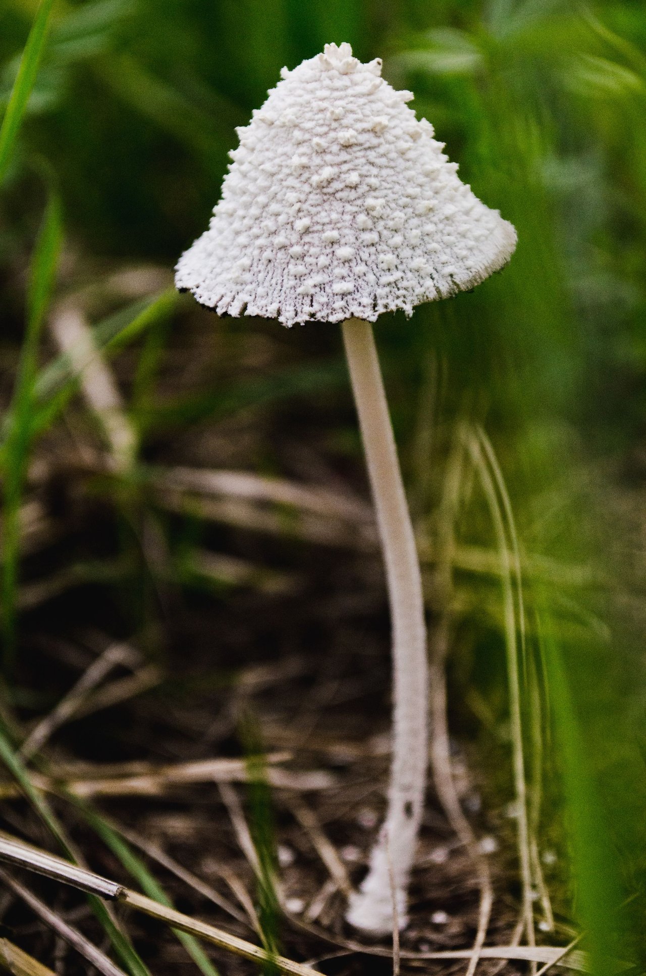 pexels-juris-freidenfelds-2013675.jpg