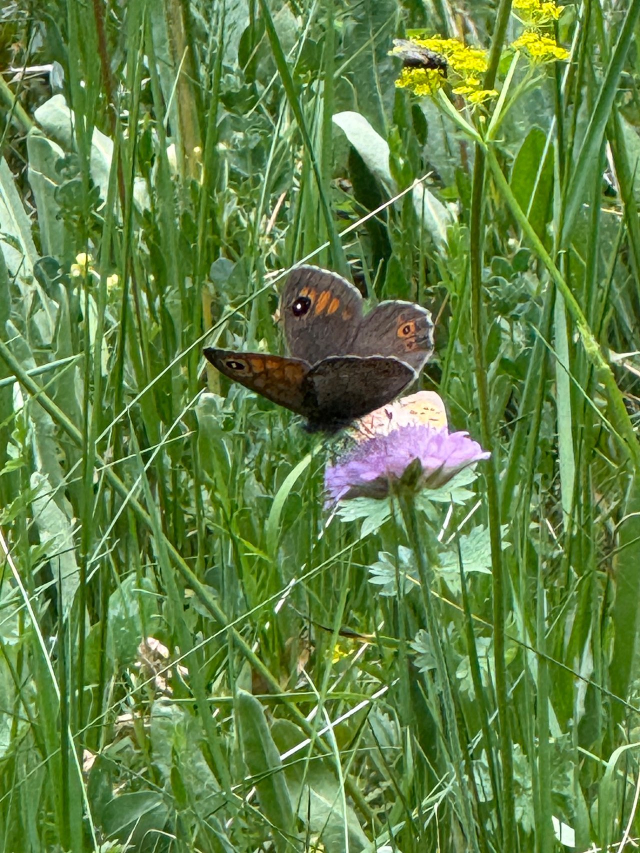 IMG_0992.jpeg