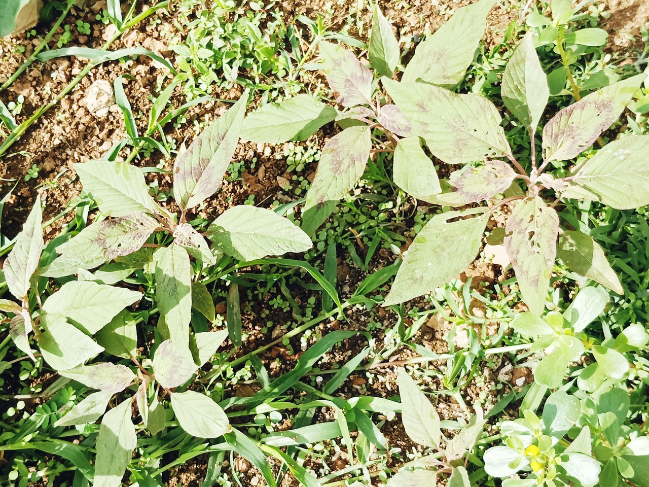 IMG_20240414_091818_986.jpg