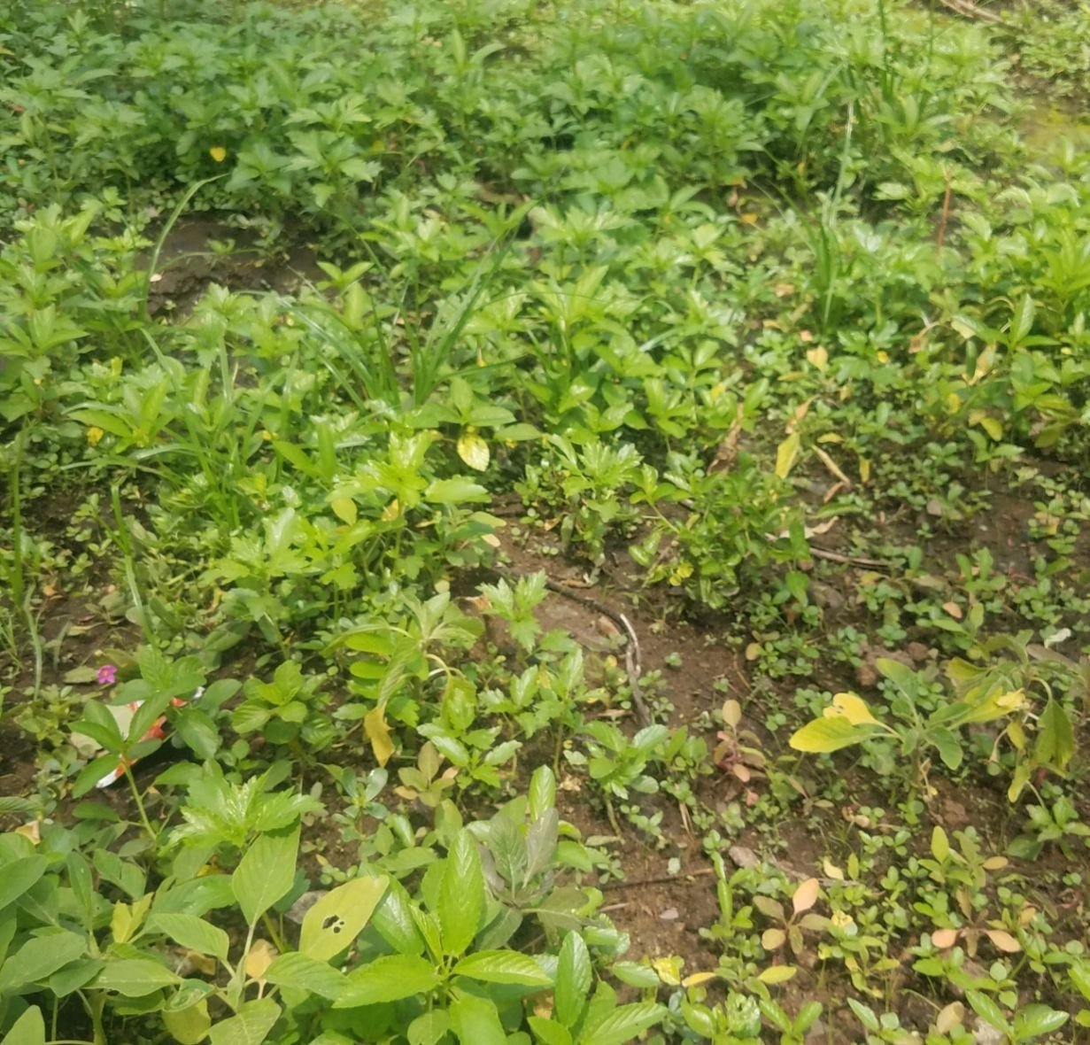 YpihifdXP4WNbGMdjw7e3DuhJWBvCw4SfuLZsrnJYHEpsqZFkiGGNCQGTT4jCCfY4rdtDVJiFi8HUJK5gq55aYbuBmUSuNJR7xZjPvnqGnXAevCEcaowPsMycYhw1cbustFhcTawSnaHNF5Tm6xJ4yV3ytYqRLx9wgMp8SWnRKeE.jpg