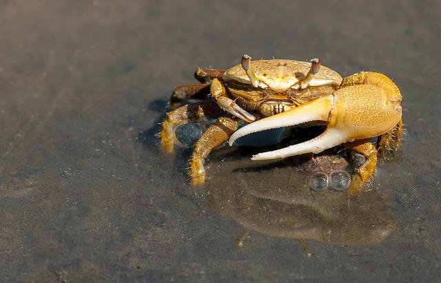 crab-79156_640.jpg