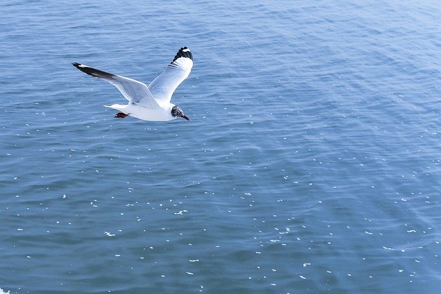 birds-6140456_640.jpg