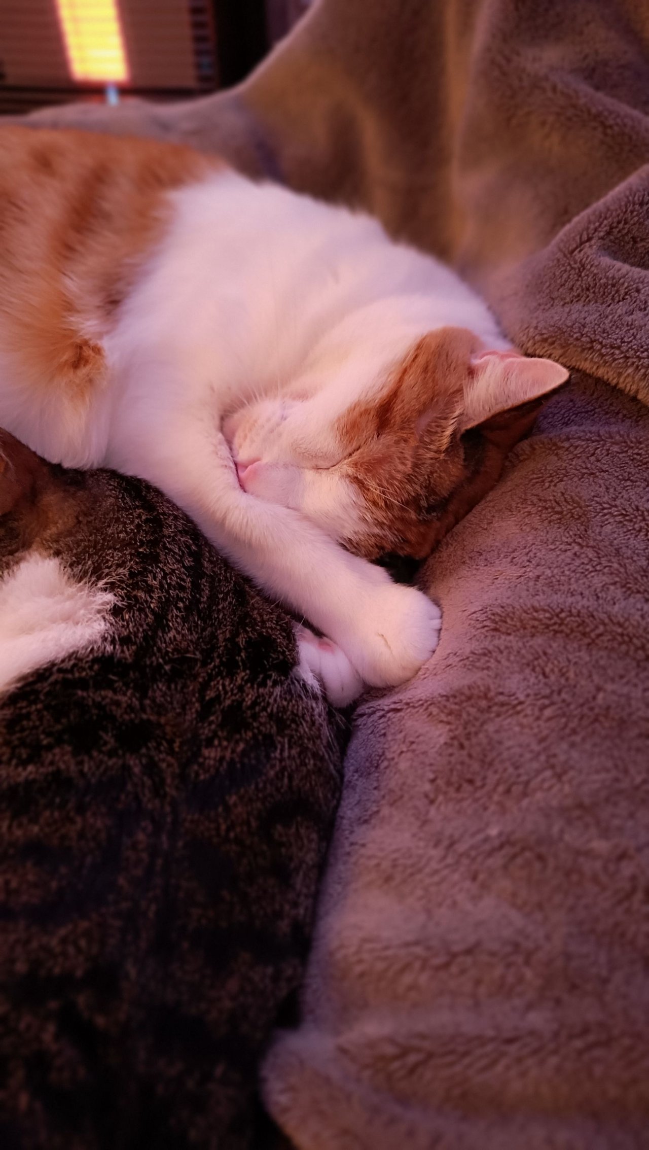 Triple heating - Double Cat heater (5).jpg