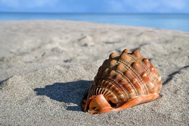 sea-shell-6495338_640.jpg