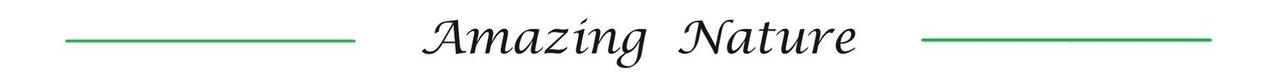 amazing.jpeg