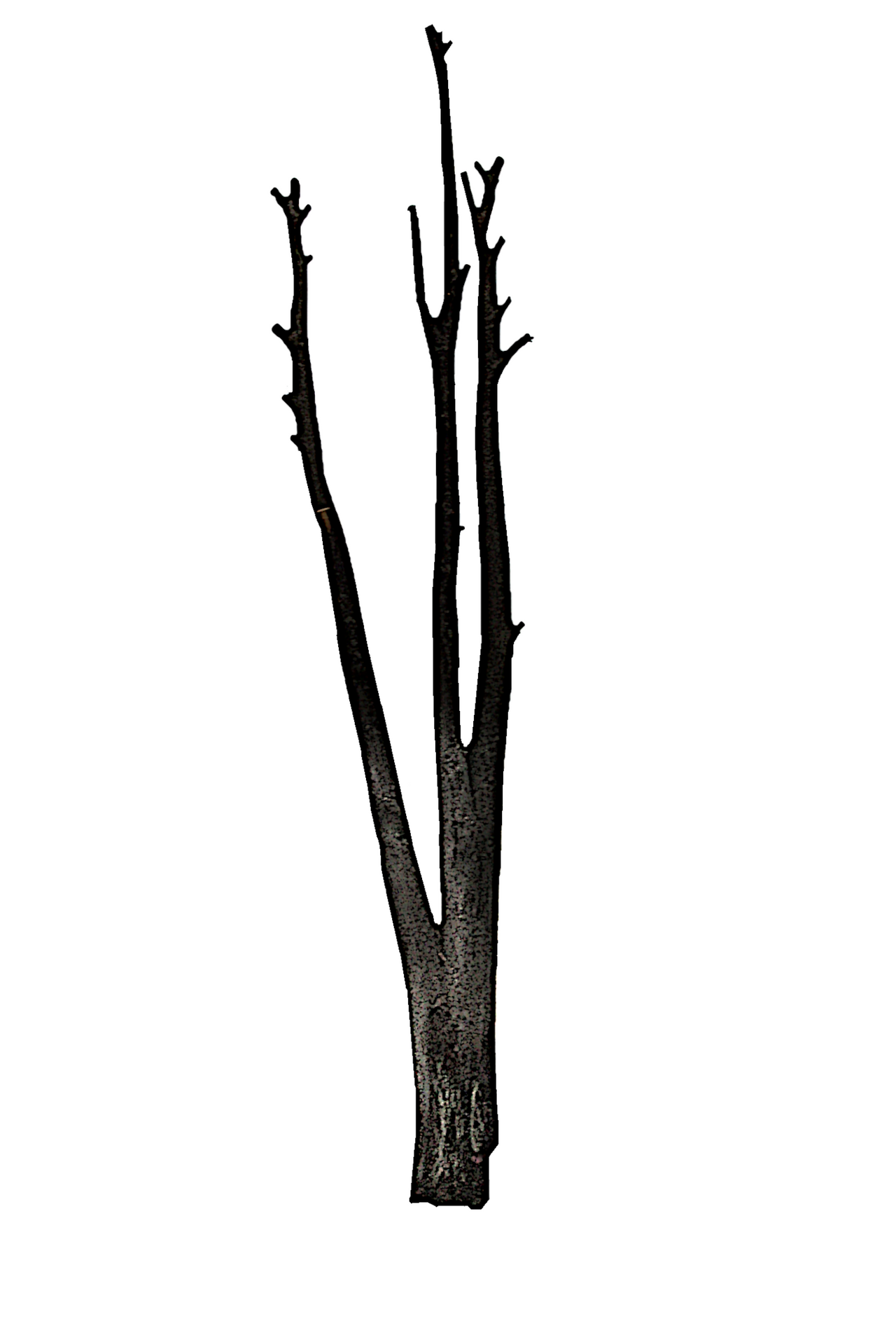 Tronco03.png