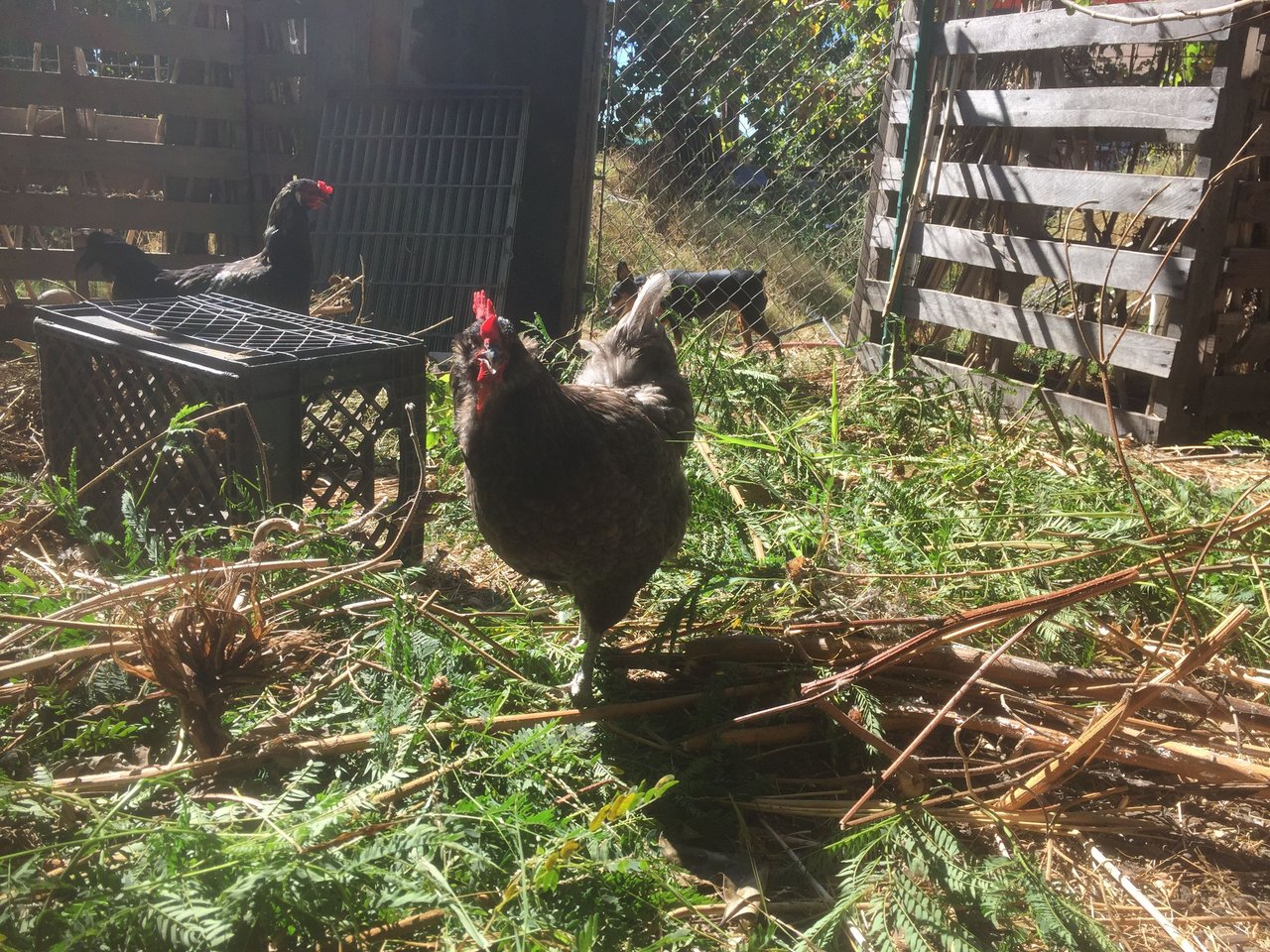 chicken.JPG