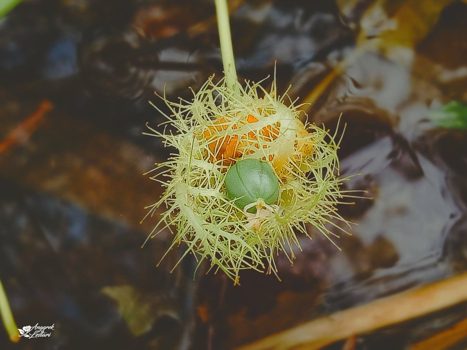 Young Bush Passion Fruit