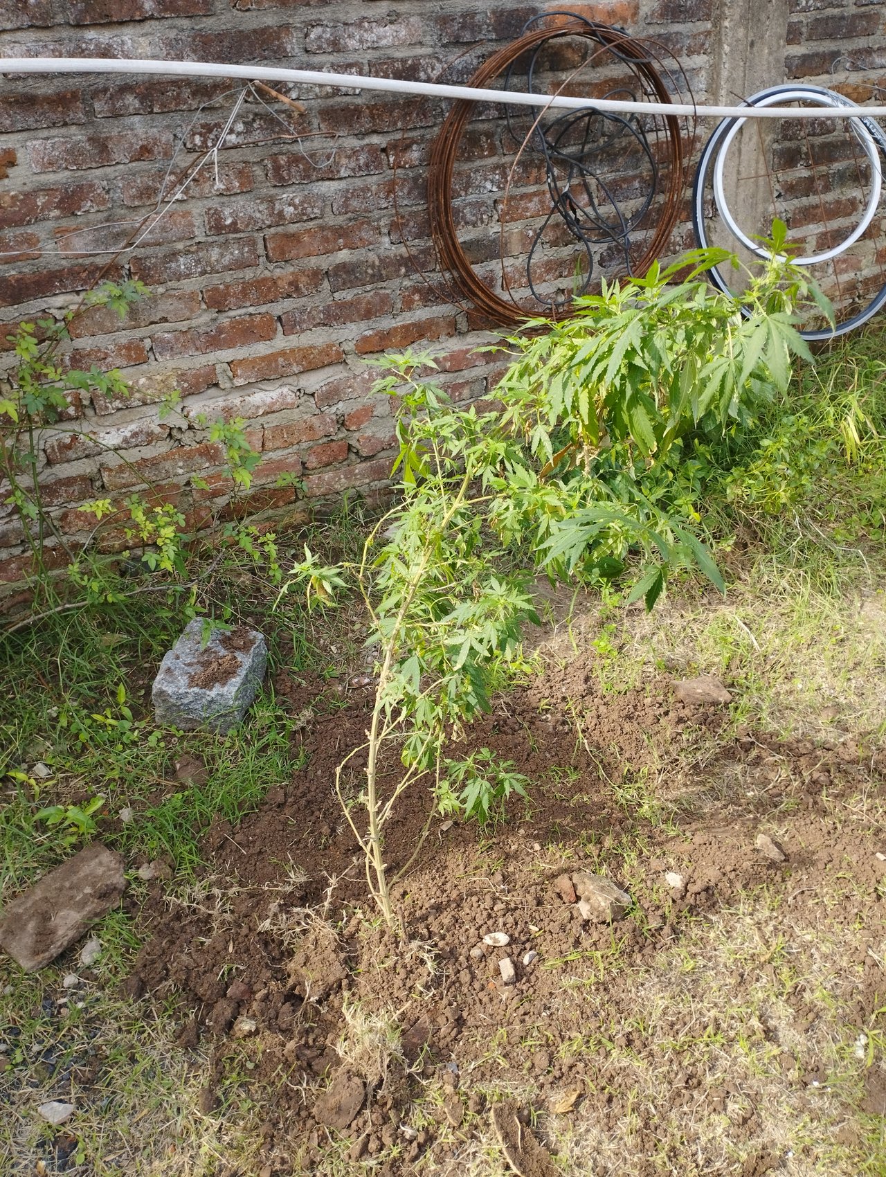 IMG_20250311_160912.jpg
