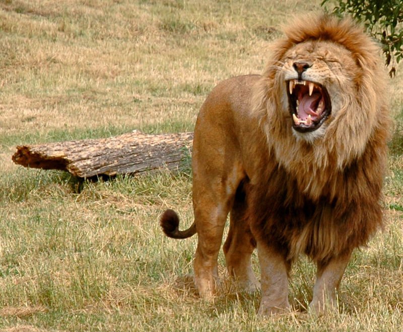 800px-Just_one_lion.jpg