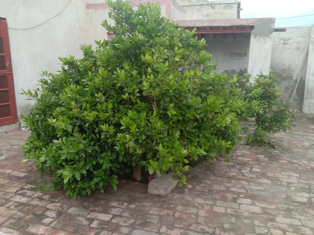 IMG_20250716_061528.jpg