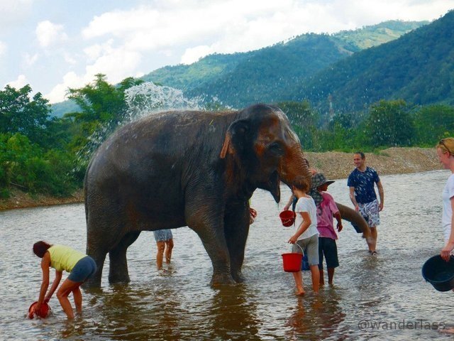 Elephant Nature Park Chiang Mai Thailand Elephant Spirit Crushing