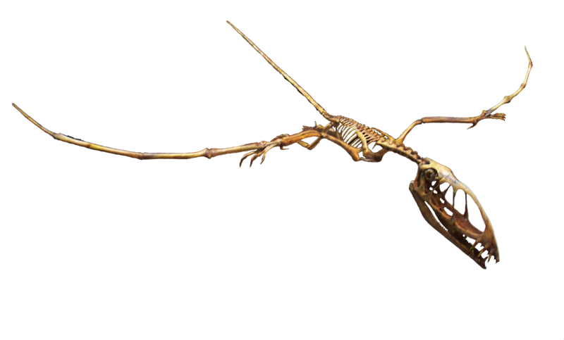 800px-Dimorphodon_Flight_Pose.png