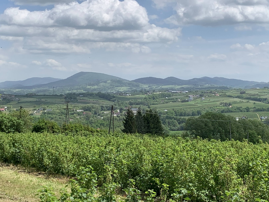 Widok z szlaku z Cietnia do Szczyrzyca, kierunek wschodni
