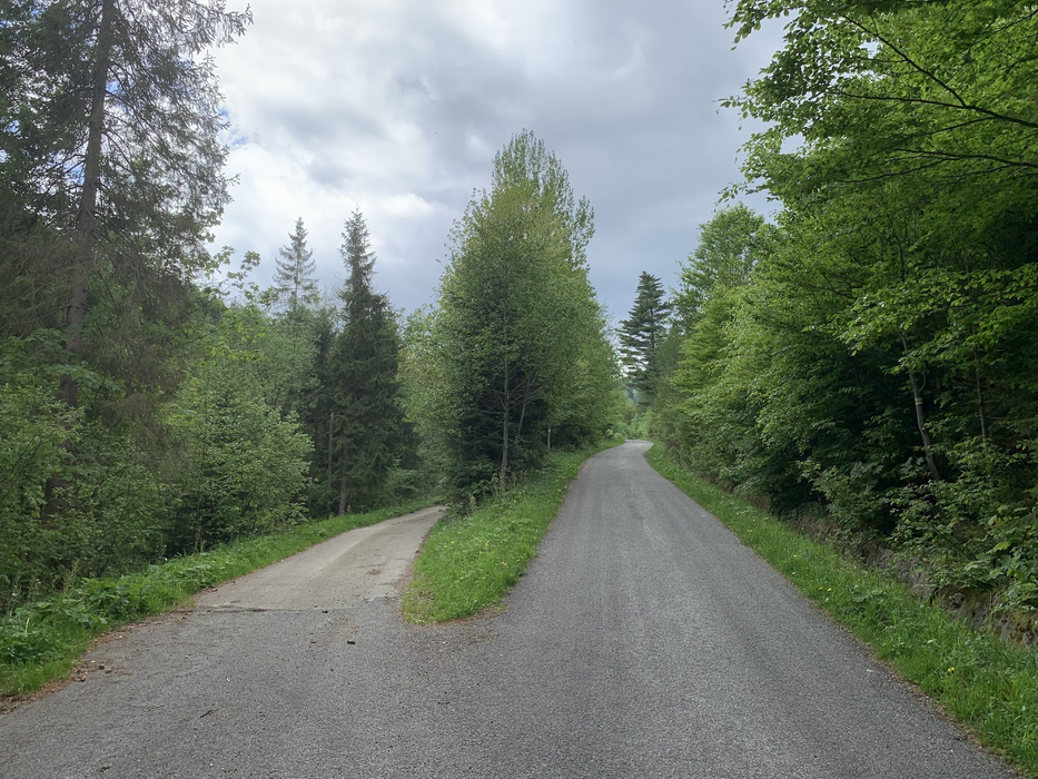 ”Leśna autostrada” na żółtym szlaki z Malinowskiej Skały do Lipowej Ostre