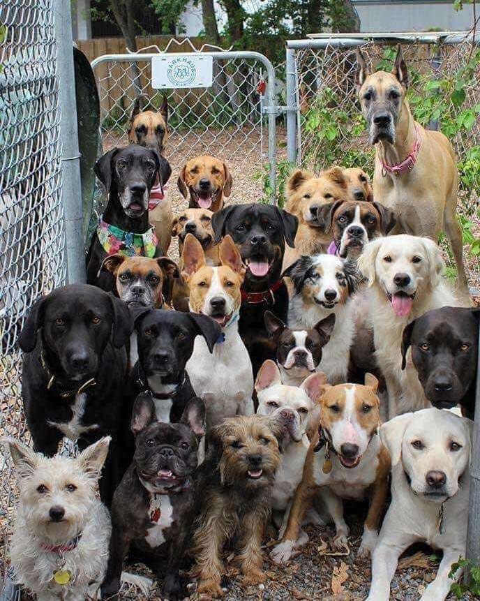 Possibly the best doggy daycare photo ever taken. 