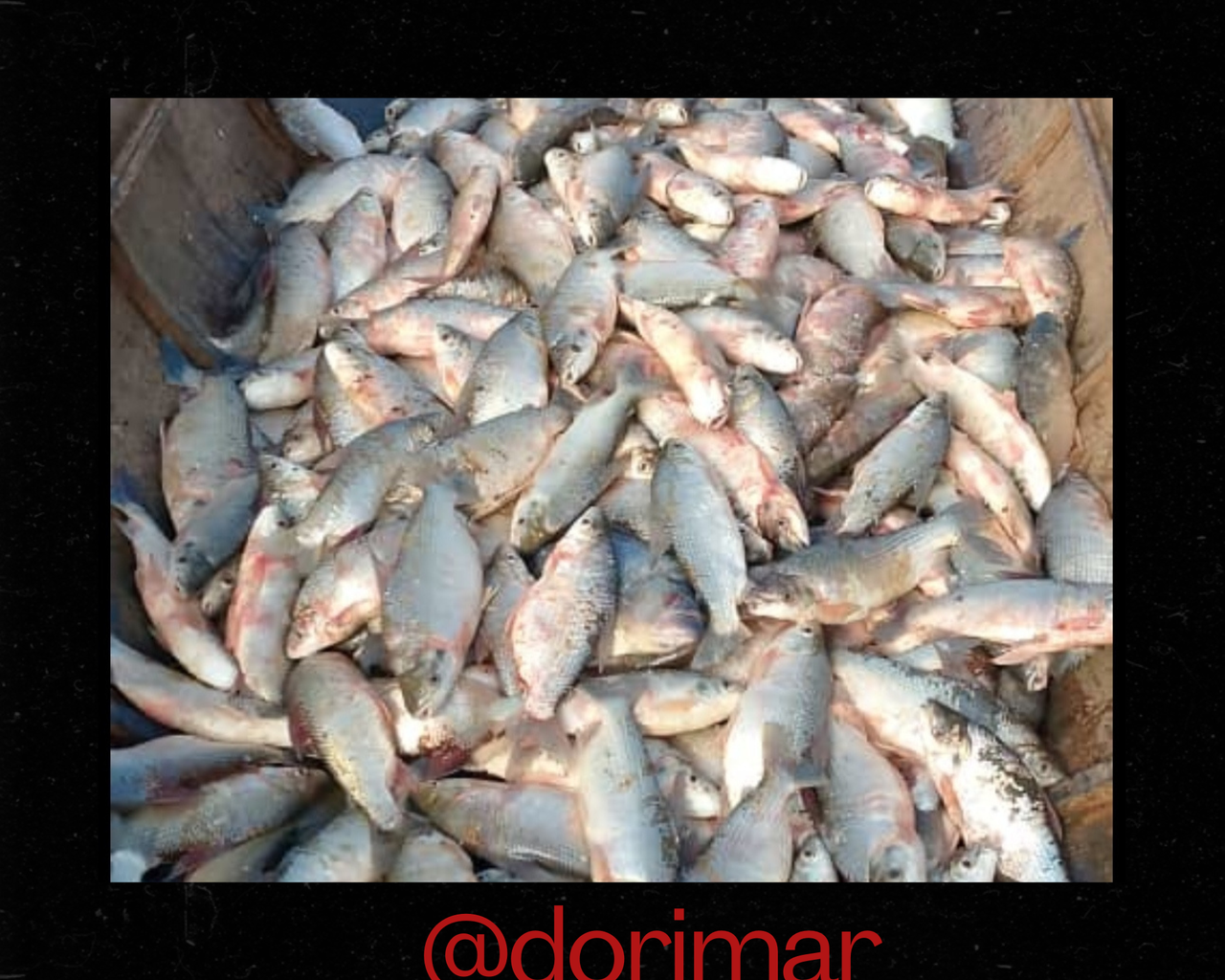 @dorimar_20250528_224043_0000.png
