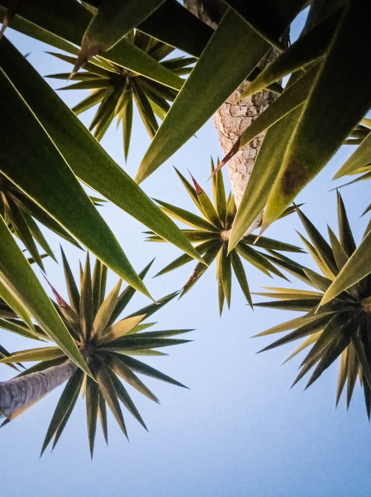Looking Up-1.jpg