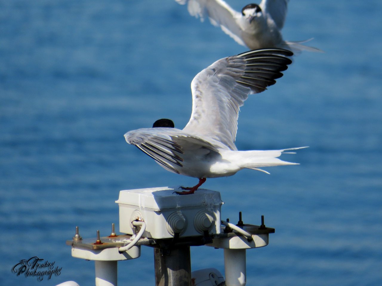 IMG_5366 copia.jpg