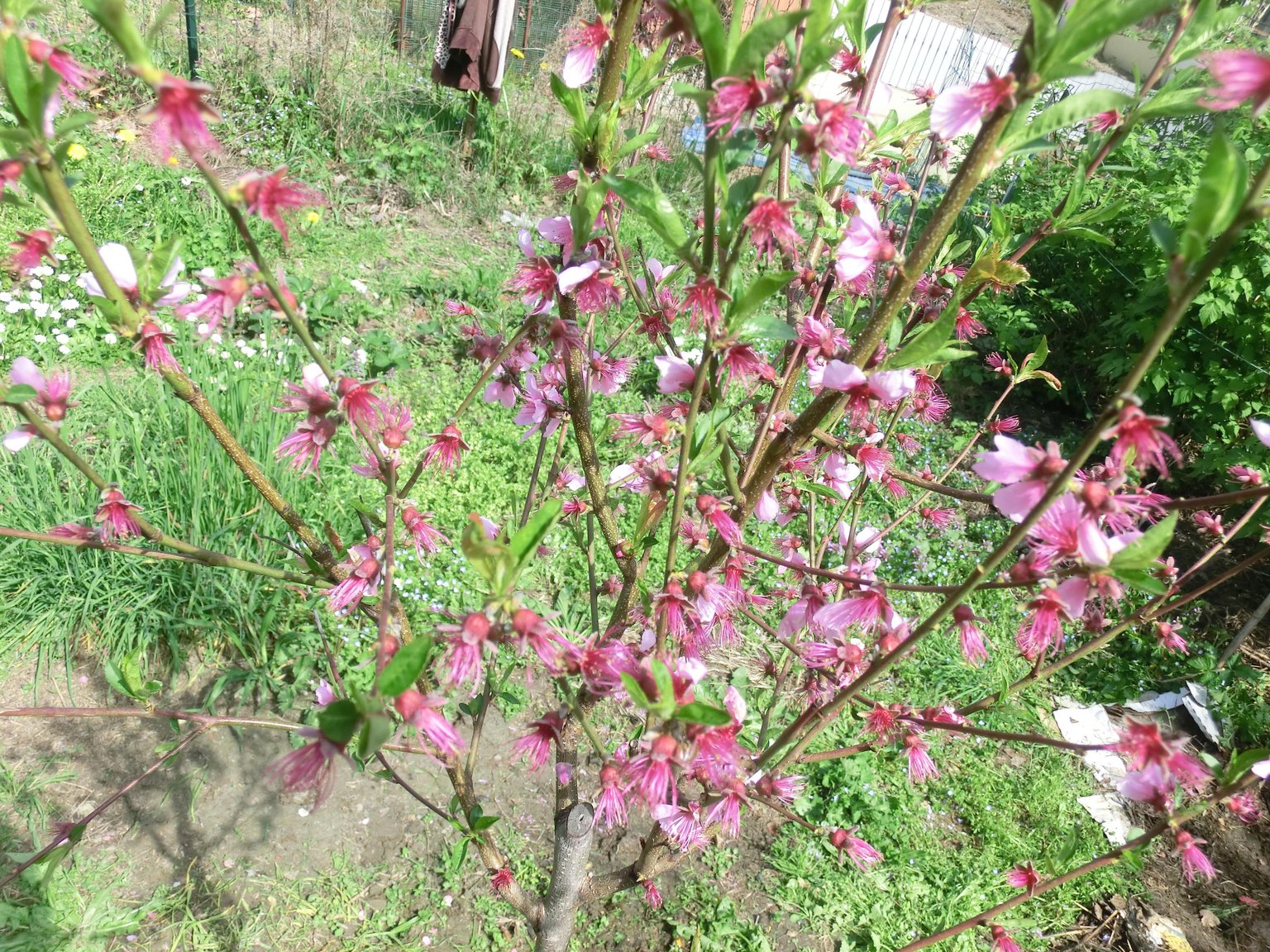 На какой год плодоносит персик. Цветущий персик возле забора. Цветение персиков в Будапеште. Как ухаживать за персиковым деревом в саду весной. Розы в сочетании с деревом персика.