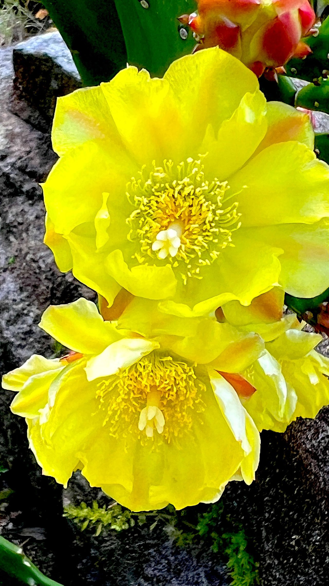 YELLOW FLOWER.JPG