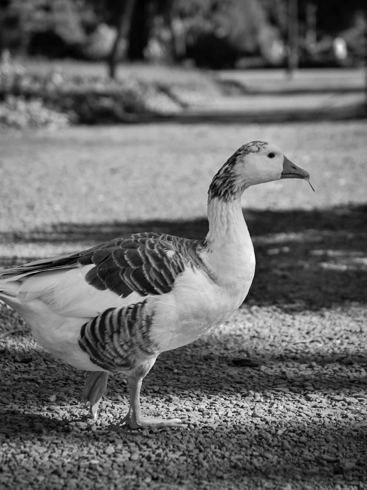 DSC_0650_1 (1).jpg