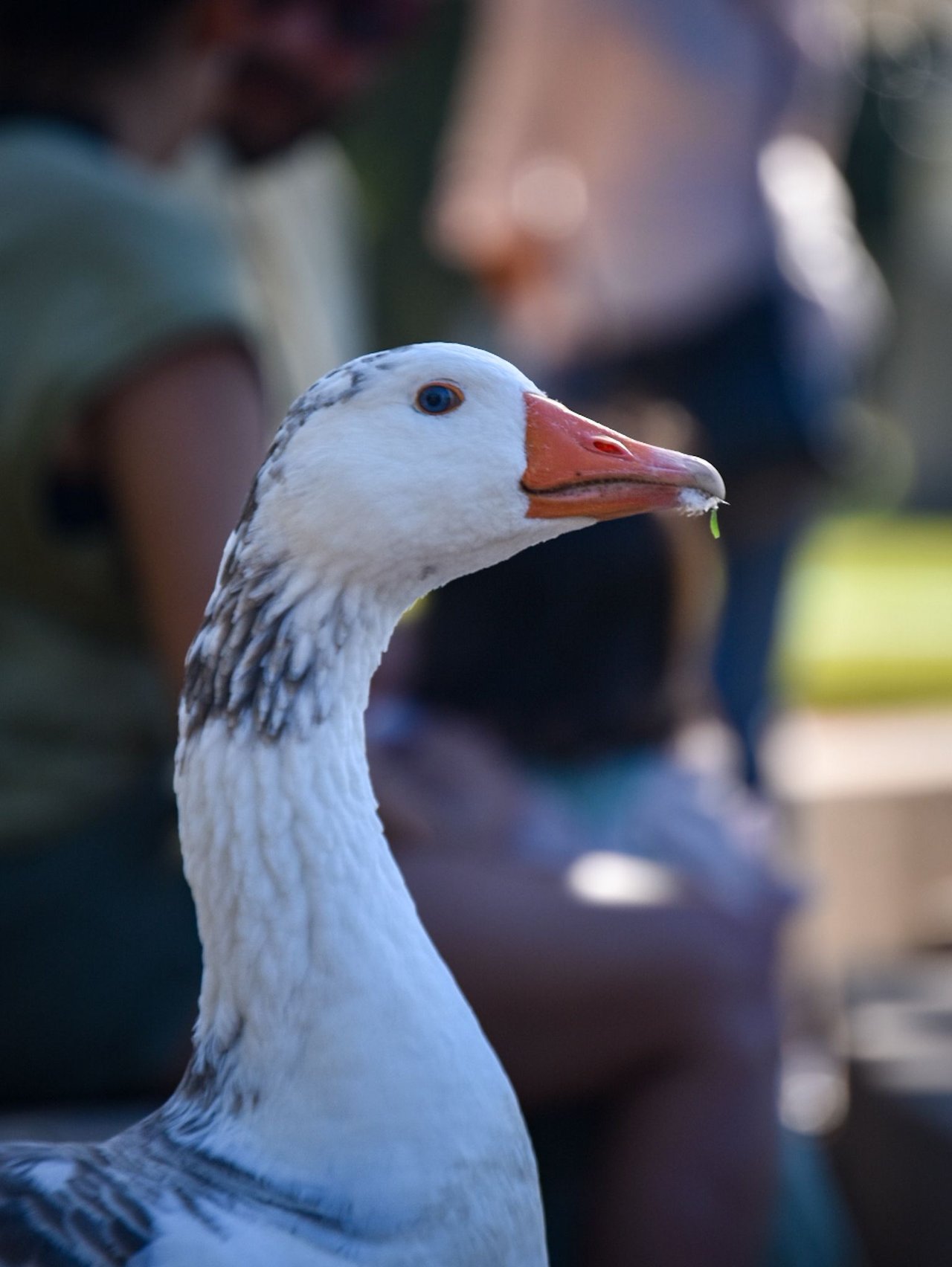 DSC_0654_1.jpg