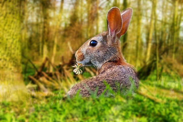 Rabbit.jpg