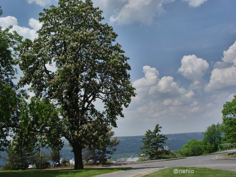 cornell-001.jpg