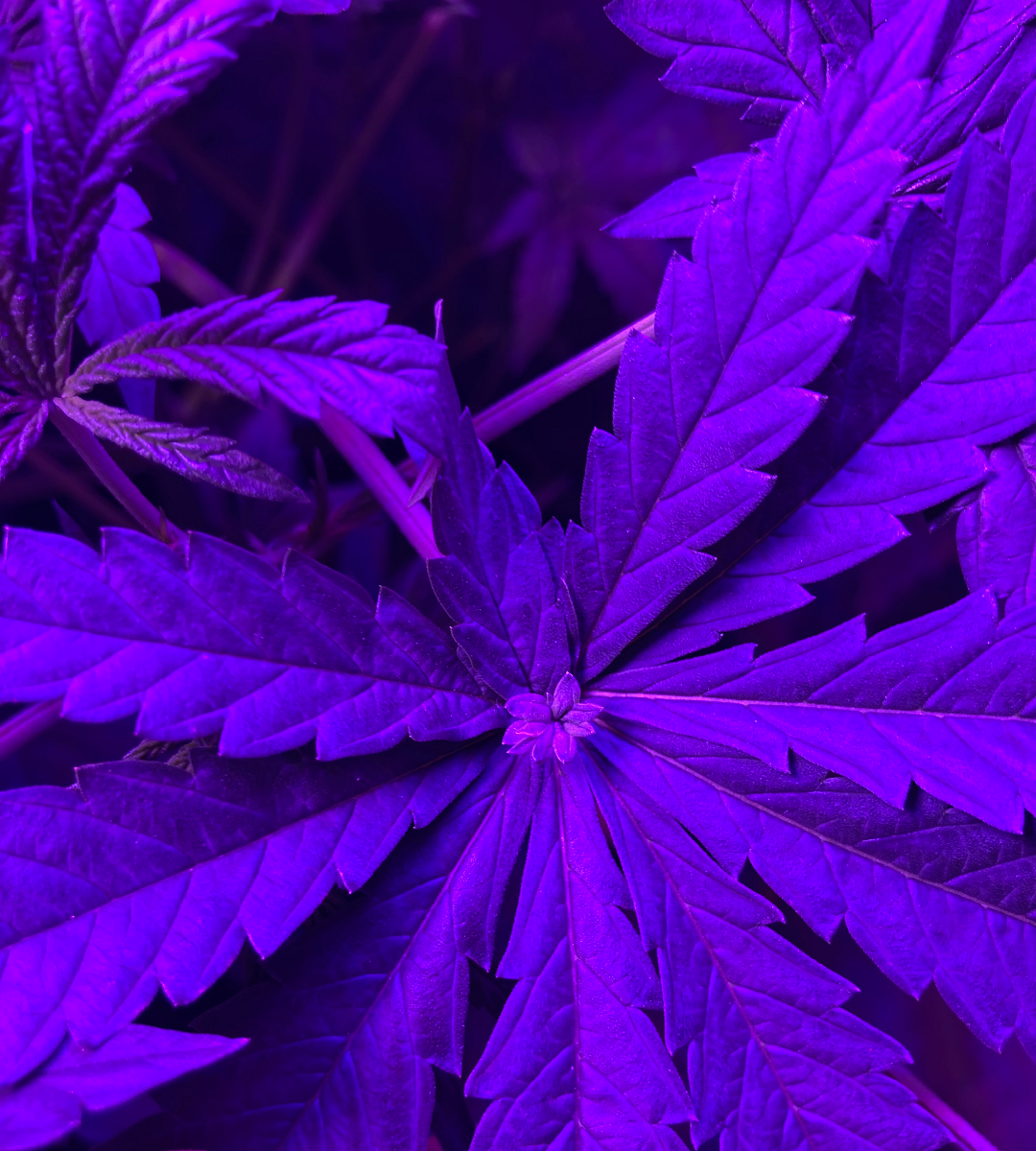 double_leaf.png