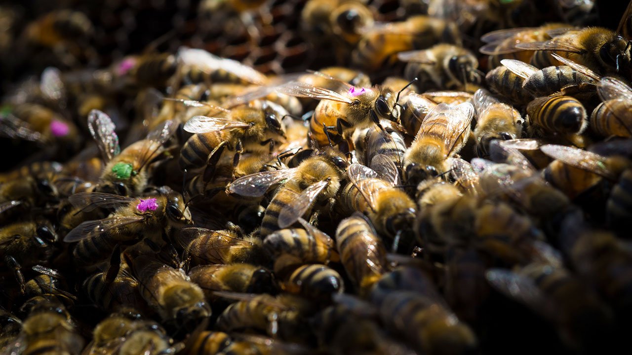 bees_16x9_1.jpg