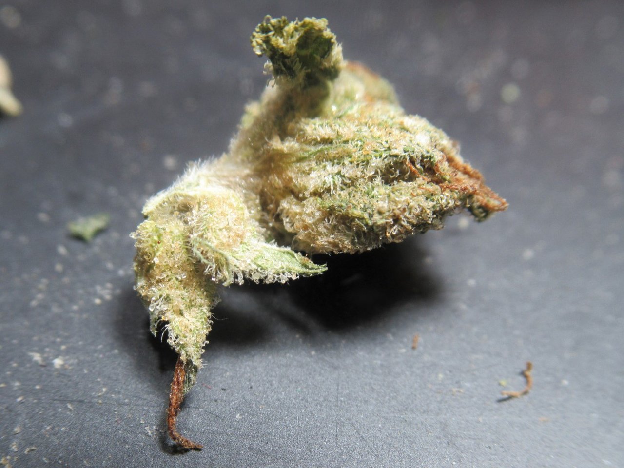 microlilsiddamber.jpg